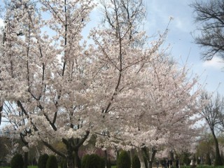 日本の桜が根付いた公園でお散歩